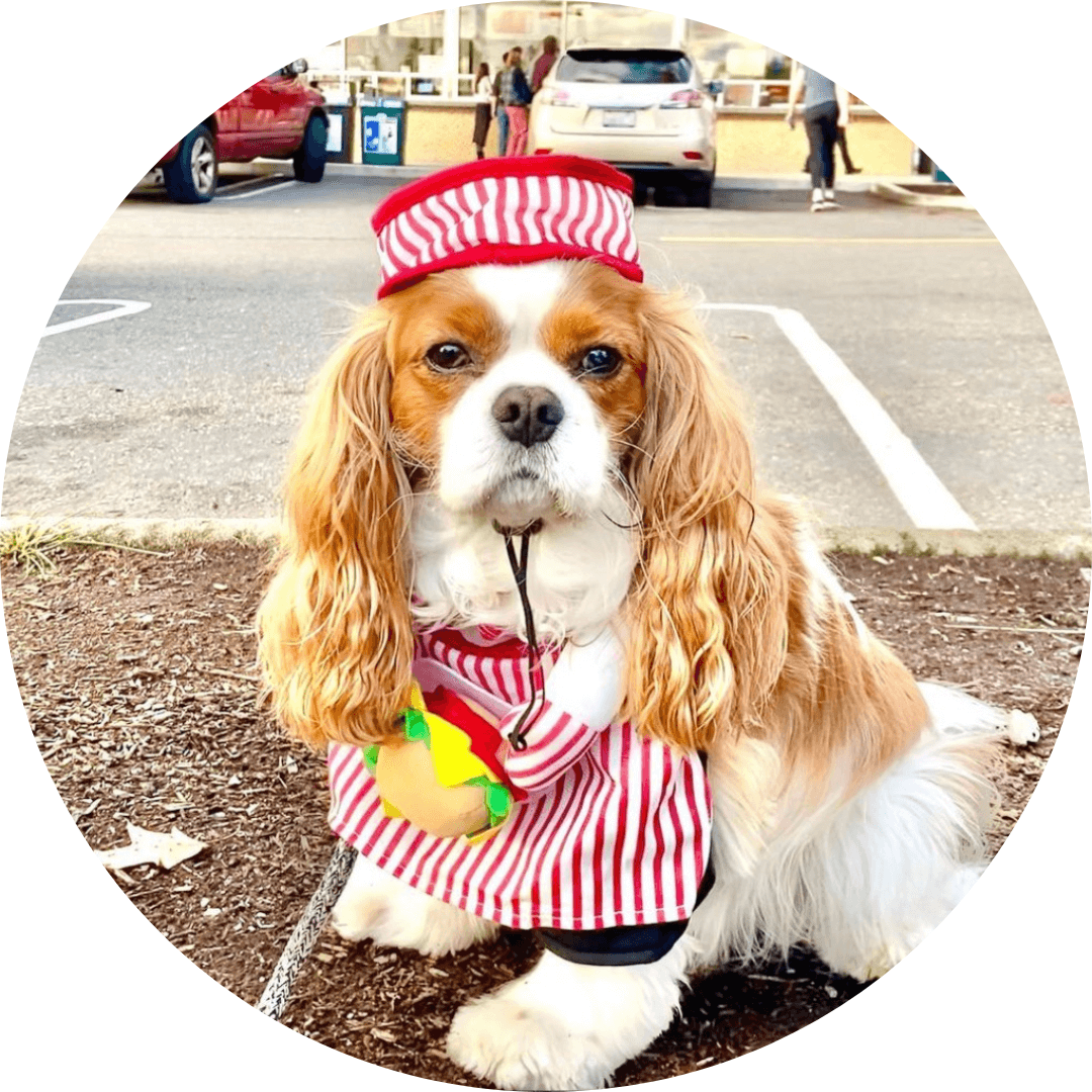 Picture of a dog dressed up for halloween